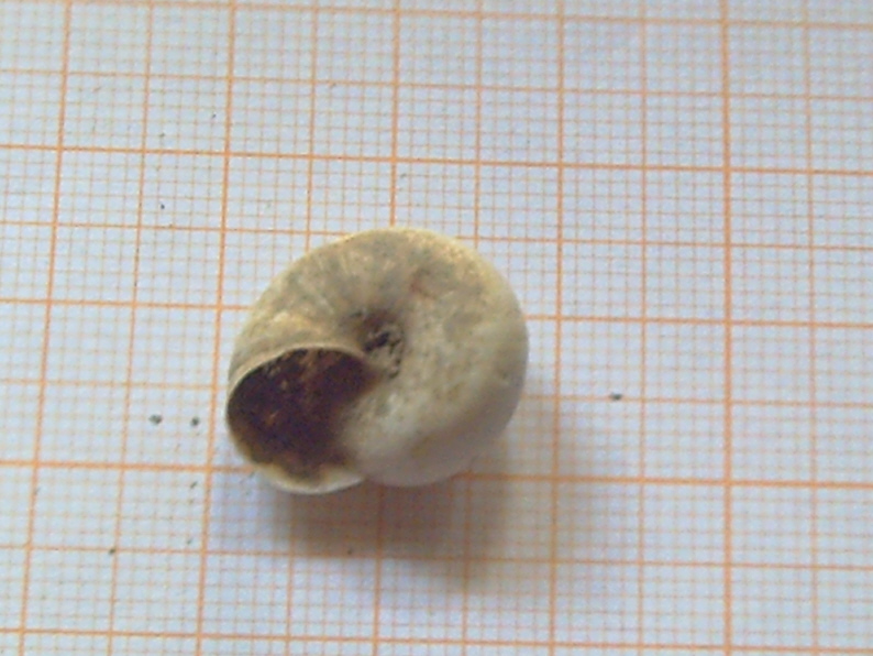 Fossili...o semplici molluschi recenti???